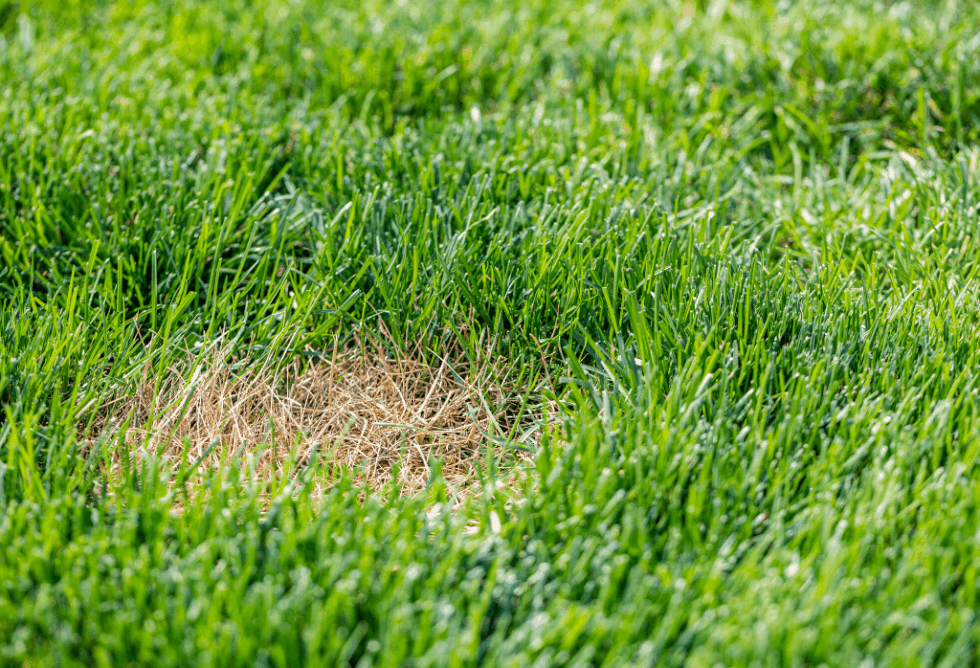 Why Lawns Turn Brown ExperiGreen