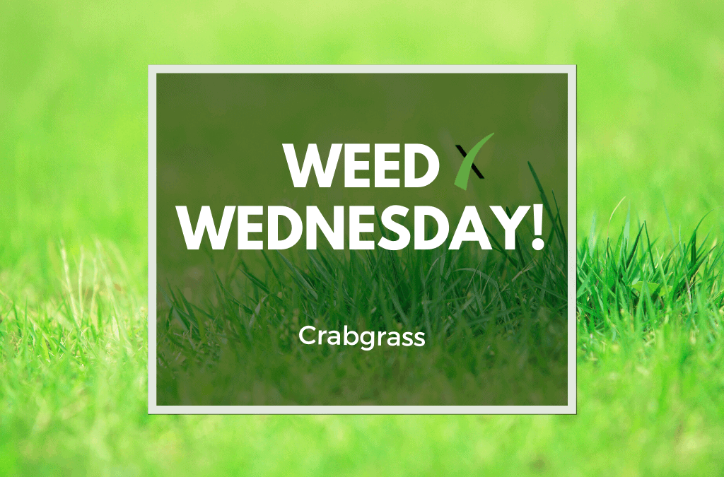 Weed Wednesday Crabgrass
