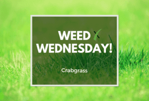 Weed Wednesday Crabgrass