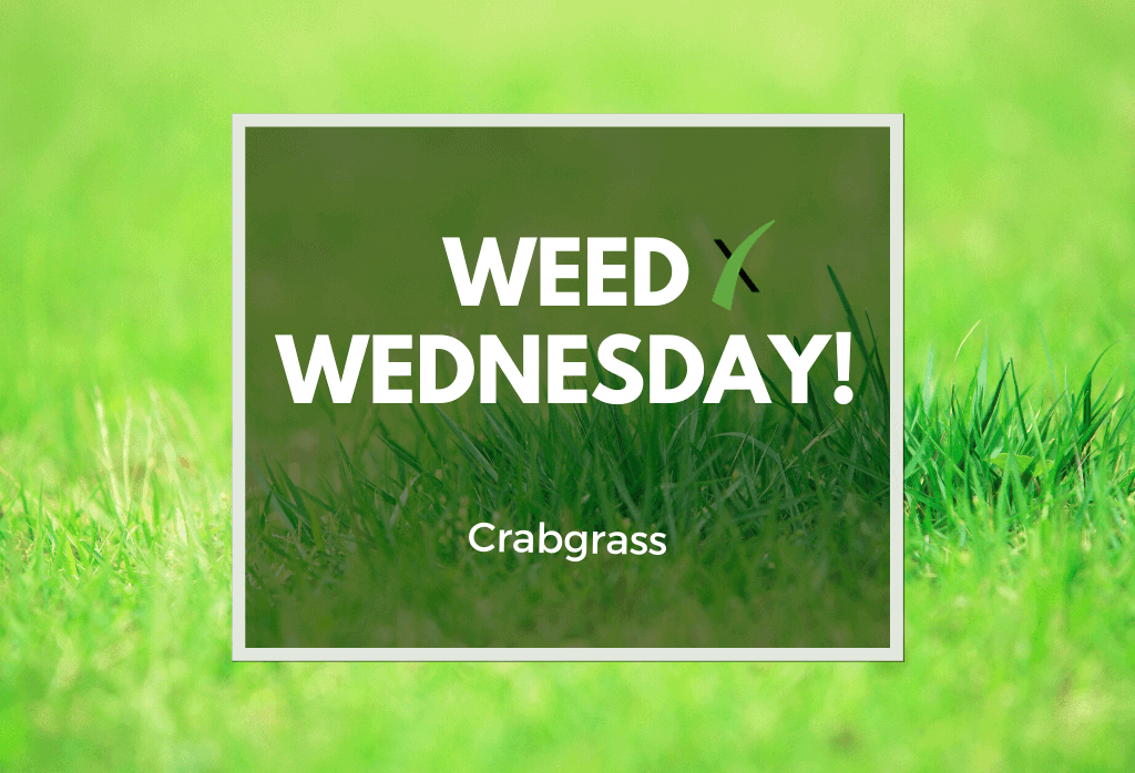 Read more about the article Weed Wednesday: Crabgrass