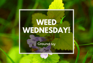 Weed Wednesday-Ground Ivy