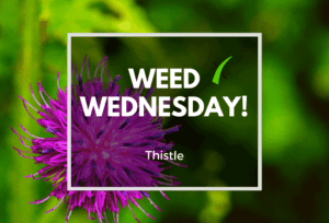 Weed Wednesday Thistle