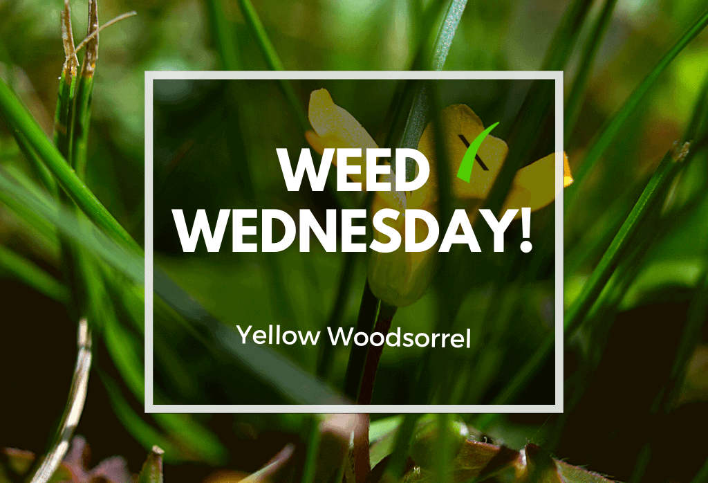 Weed Wednesday Yellow Woodsorrel
