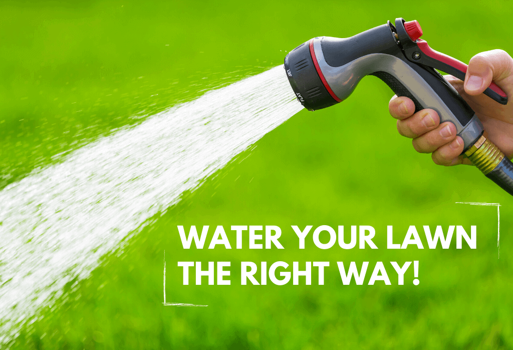Read more about the article Watering Lawns and Sprinklers