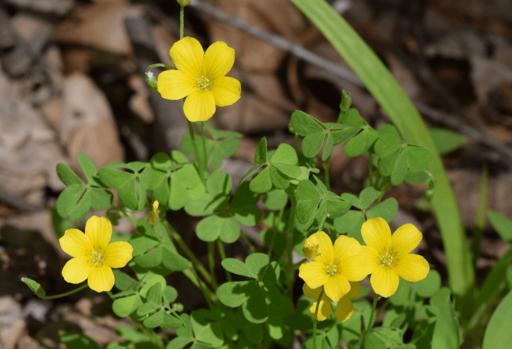 Yellow Woodsorrel Weed In Home Lawns