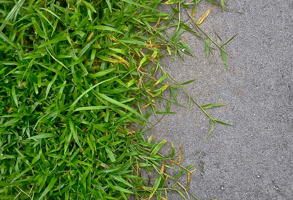 Crabgrass in the Fall