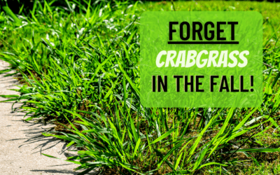Forget Crabgrass in the Fall