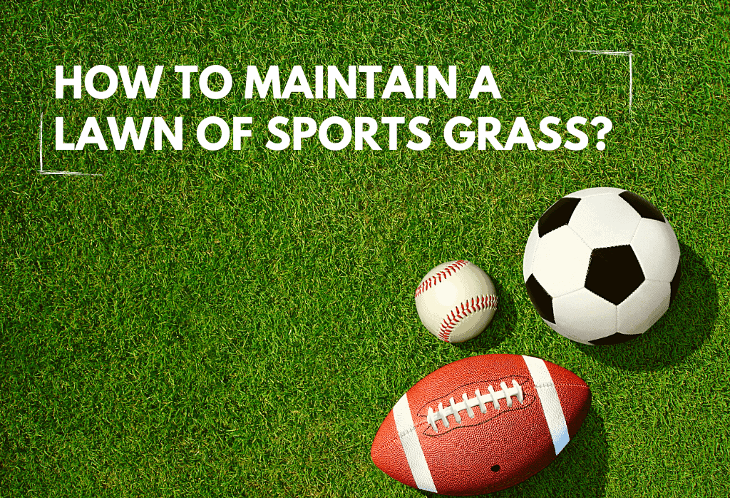 Read more about the article How To Build A ‘Sports Grass’ Lawn