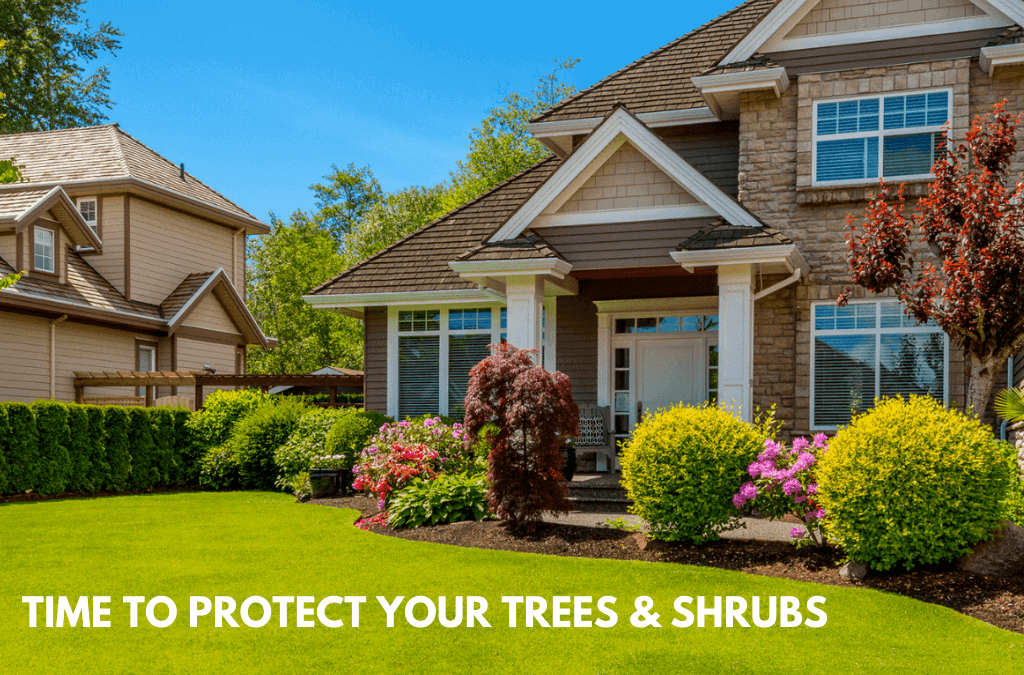 Protect Your Trees In The Fall