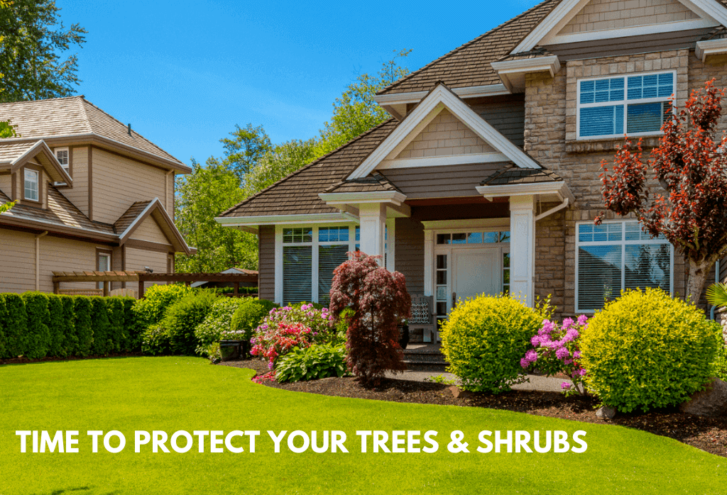 Protect Your Trees In The Fall