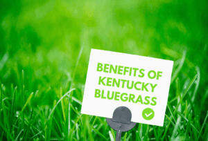 Benefits Of Kentucky Bluegrass