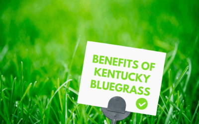 Benefits Of Kentucky Bluegrass