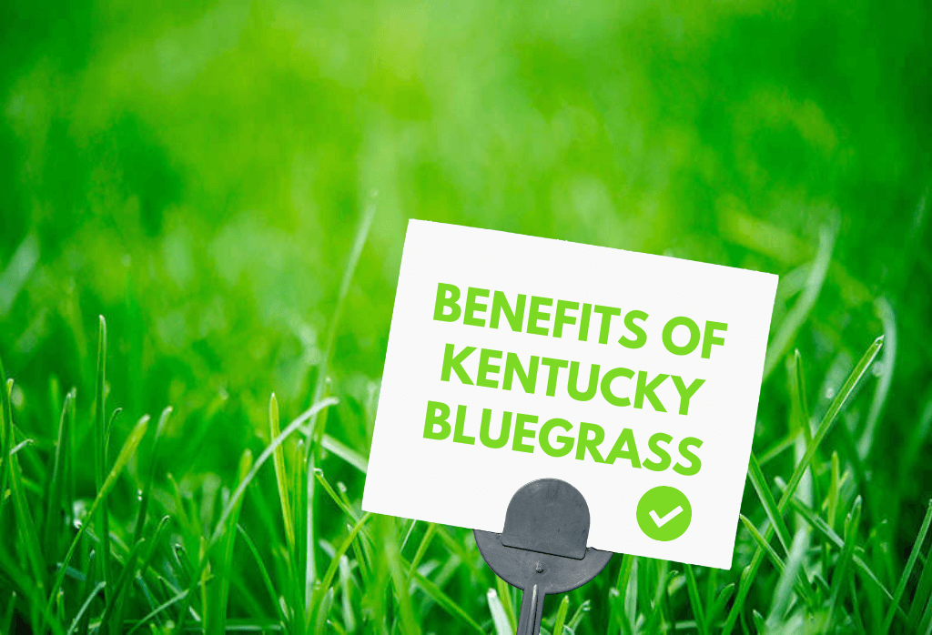Read more about the article Benefits Of Kentucky Bluegrass
