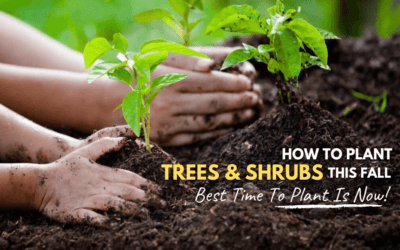Fall Tree Planting Success