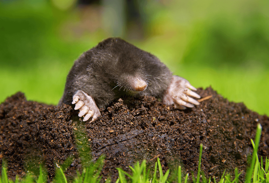 Learn Everything About Moles In Your Lawn