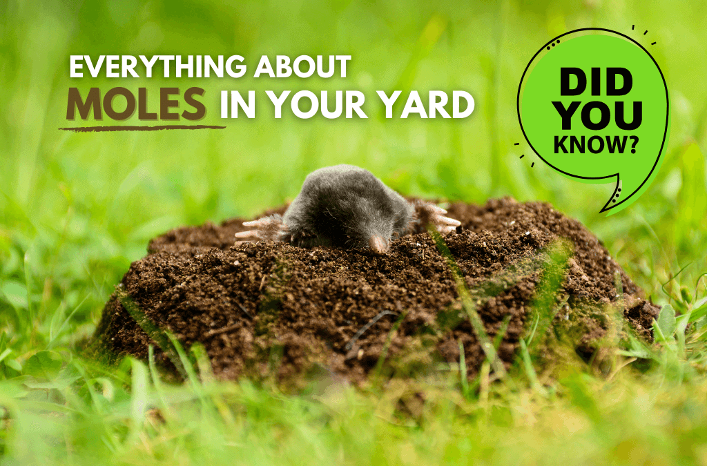 Moles – What You Need to Know