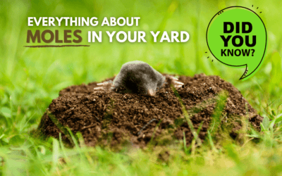 Moles – What You Need to Know