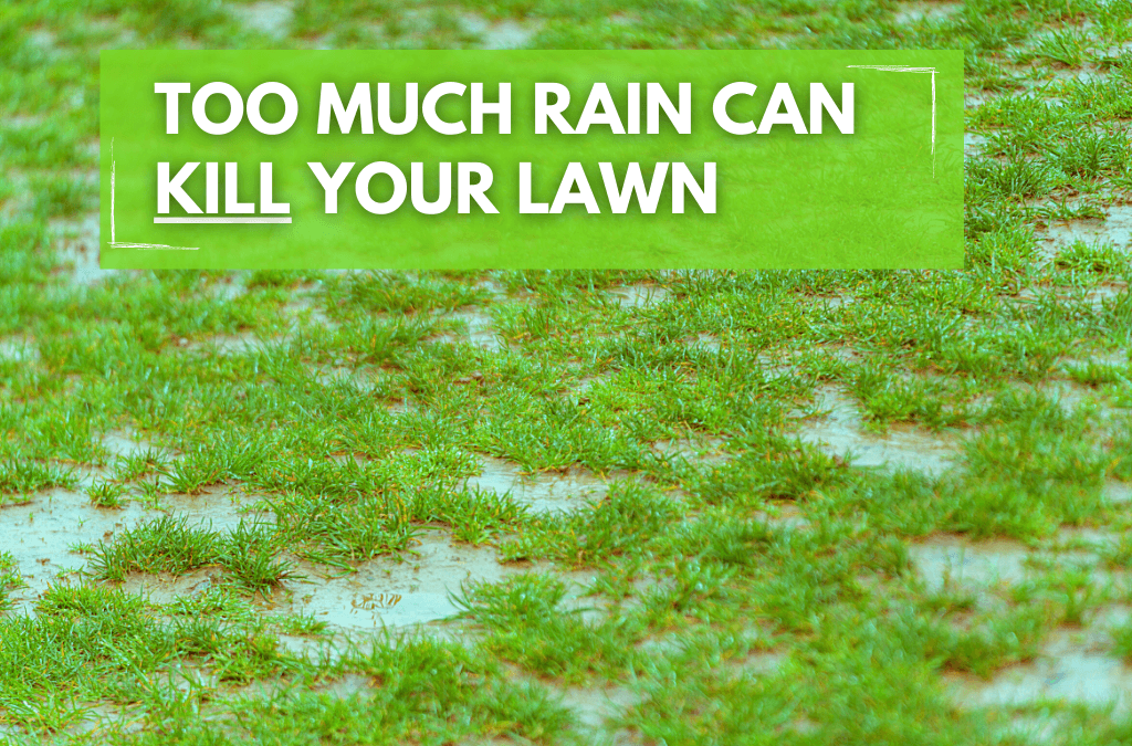 Too Much Water Can Kill Your Lawn