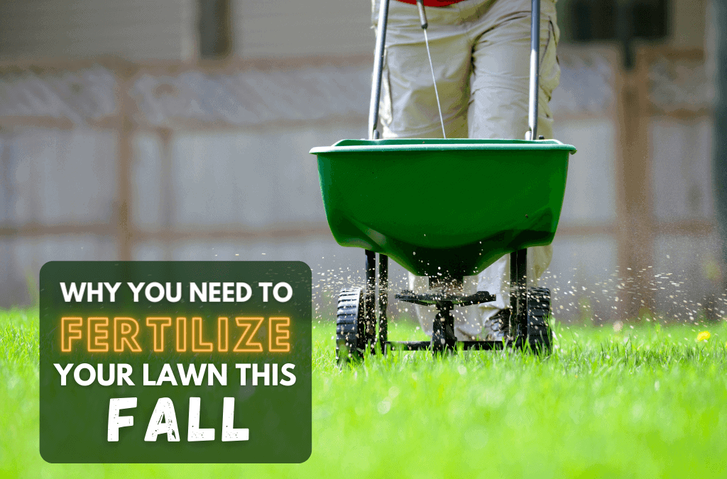 Why Fertilize In The Fall