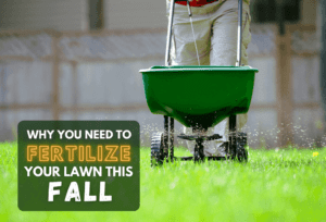 Why Fertilize In The Fall
