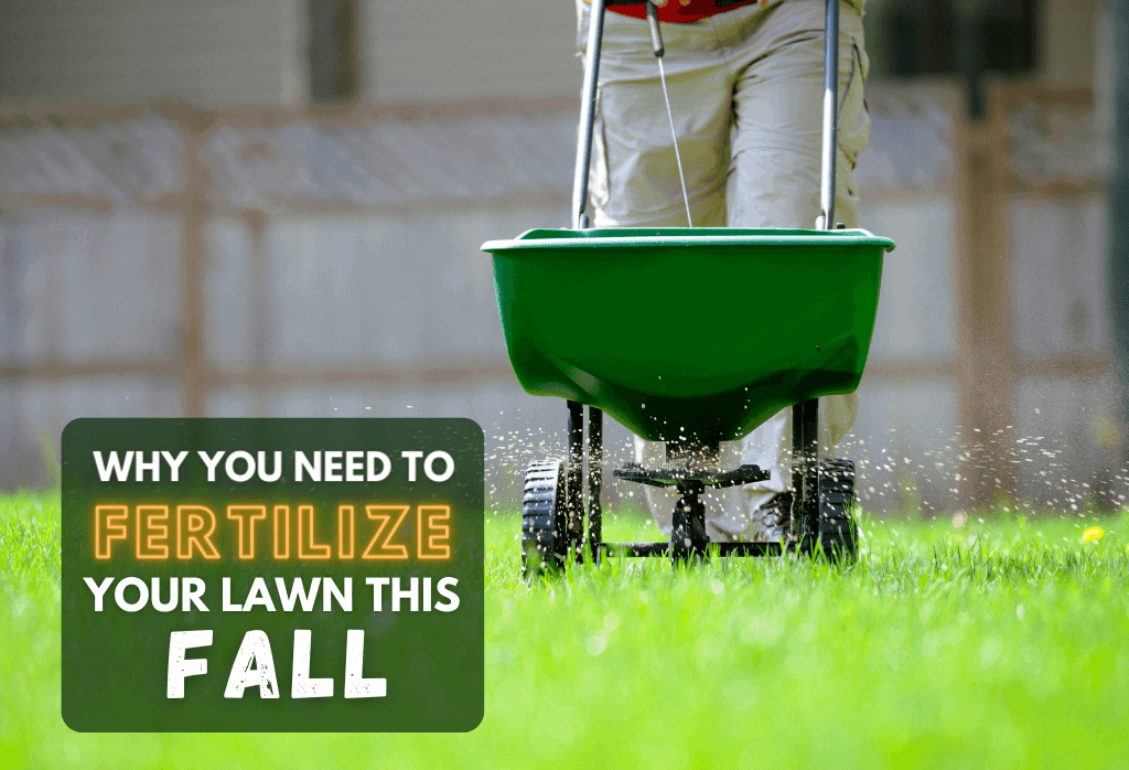Read more about the article Why Fertilize In The Fall