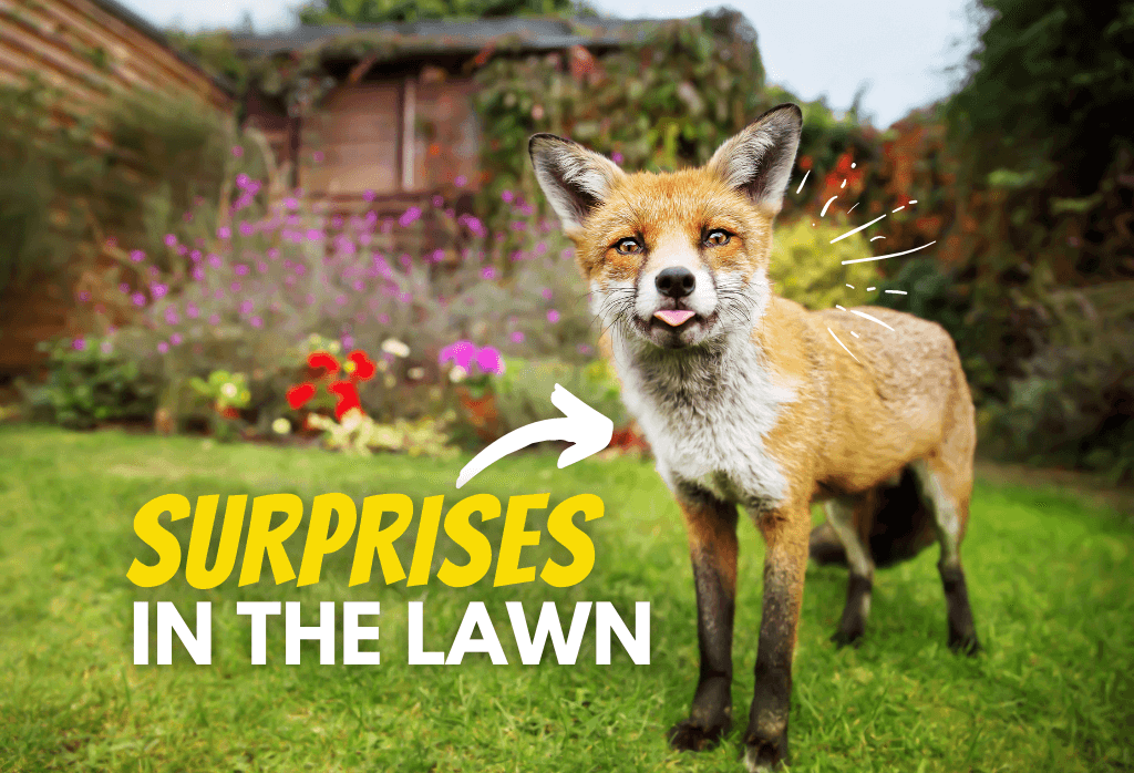 Read more about the article Surprises In The Lawn