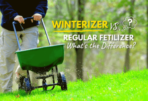 Winterizer Vs Regular Fertilizer