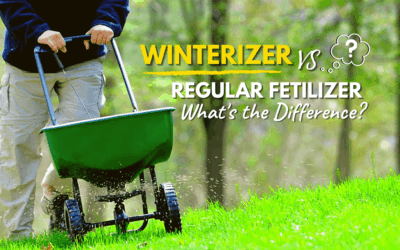 Winterizer Vs Regular Fertilizer