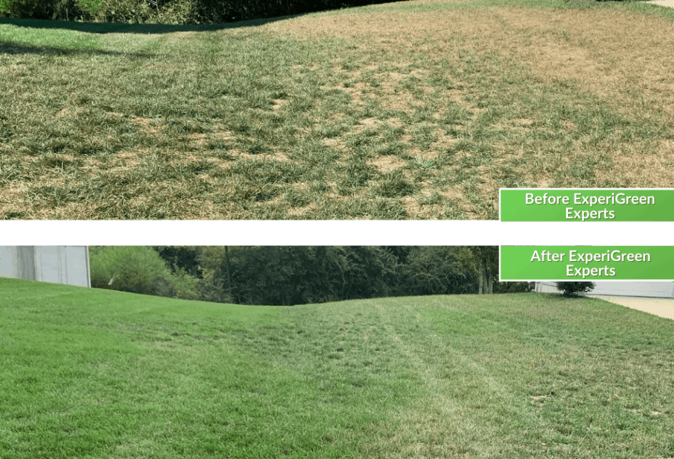 Affordable lawn care services experigreen