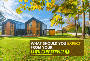 What You Should Expect from Your Lawn Service