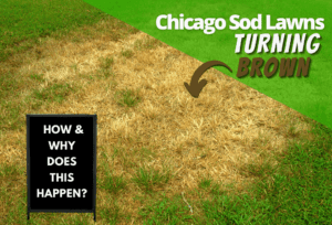 Why Chicago Sod Lawns Are Turning Brown In Spring
