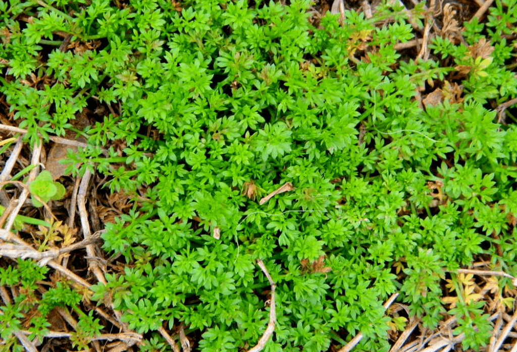 Burweed in Home Lawns