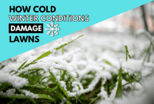 How Cold Winter Conditions Damage Lawns