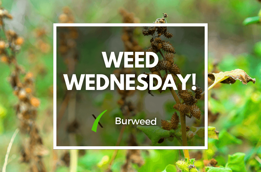 Weed Wednesday Burweed