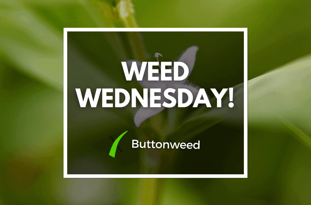 Weed Wednesday Buttonweed