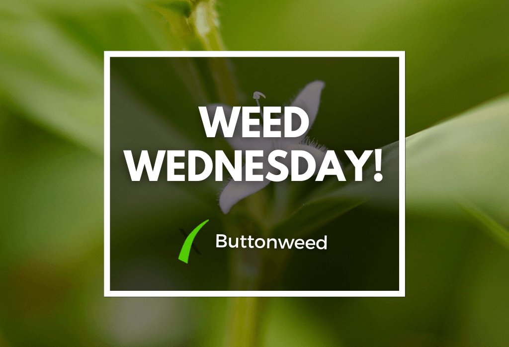 Read more about the article Weed Wednesday Buttonweed