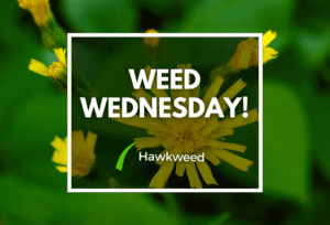 Weed Wednesday Hawkweed