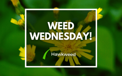 Weed Wednesday Hawkweed