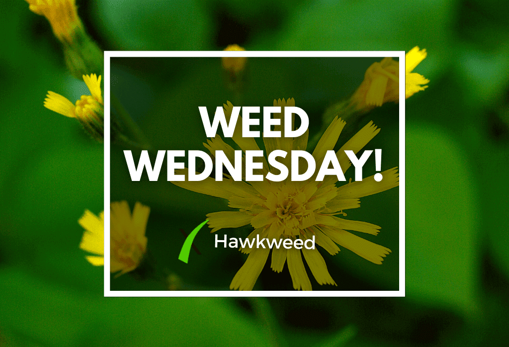 Read more about the article Weed Wednesday Hawkweed