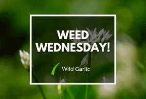 Weed Wednesday Wild Garlic