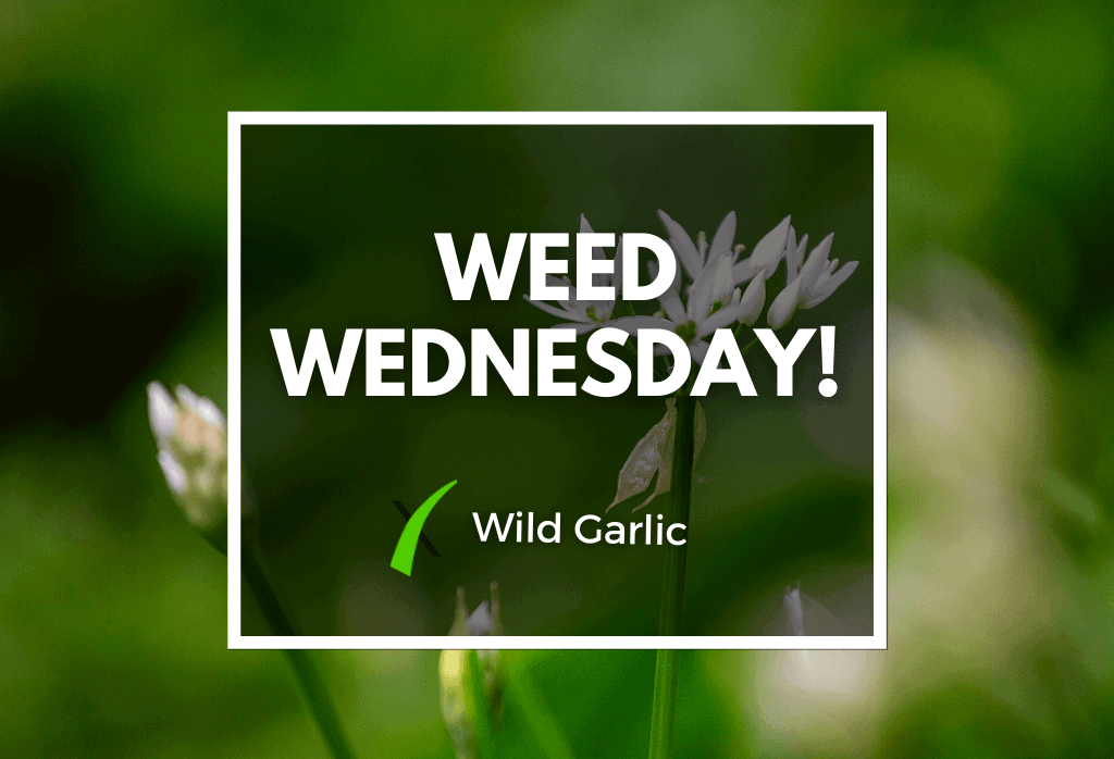 Read more about the article Weed Wednesday Wild Garlic