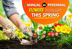 Annual vs Perennial Flowers To Plant This Spring Season