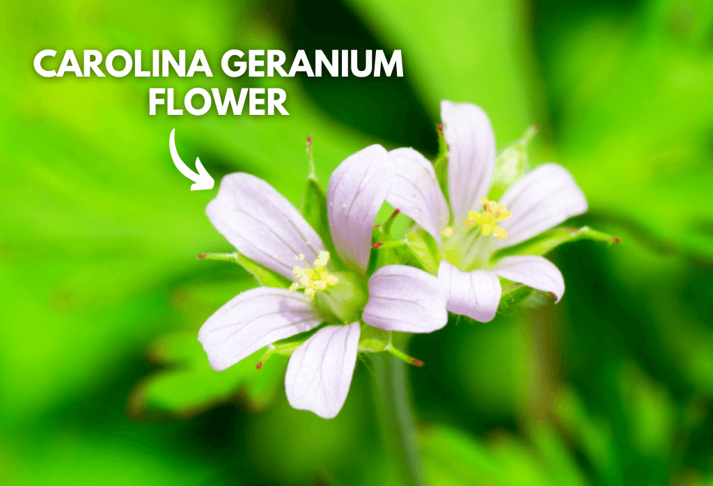 Carolina Geranium Weed Flower