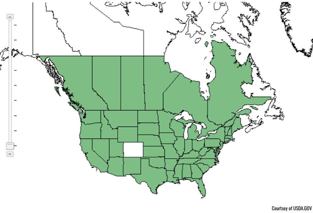 Carolina Geranium Weed US Map