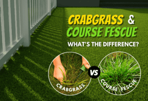 Find The Difference Between Crabgrass And Coarse Fescue