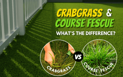 Find The Difference Between Crabgrass And Coarse Fescue