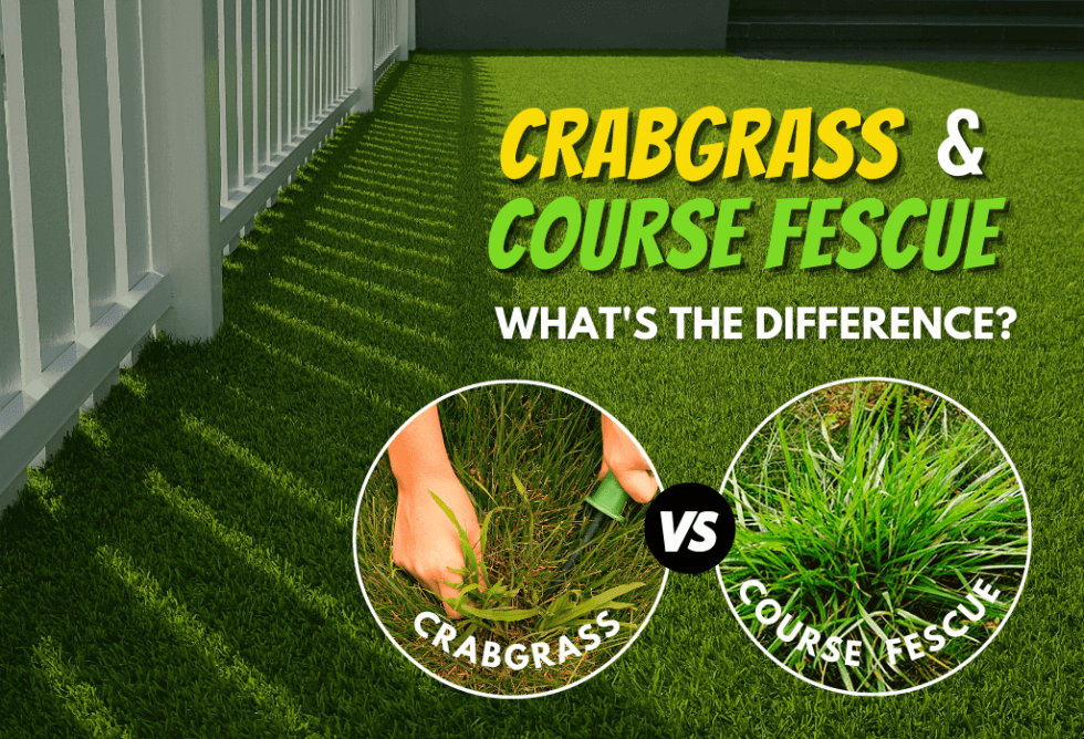 The Difference Between Crabgrass And Coarse Fescue ExperiGreen