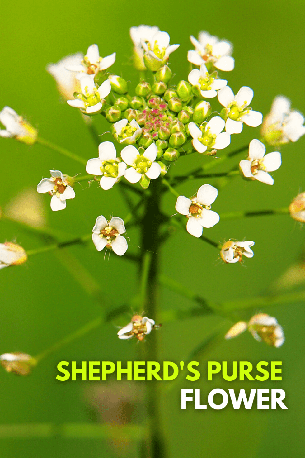 Weed Wednesday Shepherd s Purse ExperiGreen weed-wednesday-shepherd-s-purse-experigreen