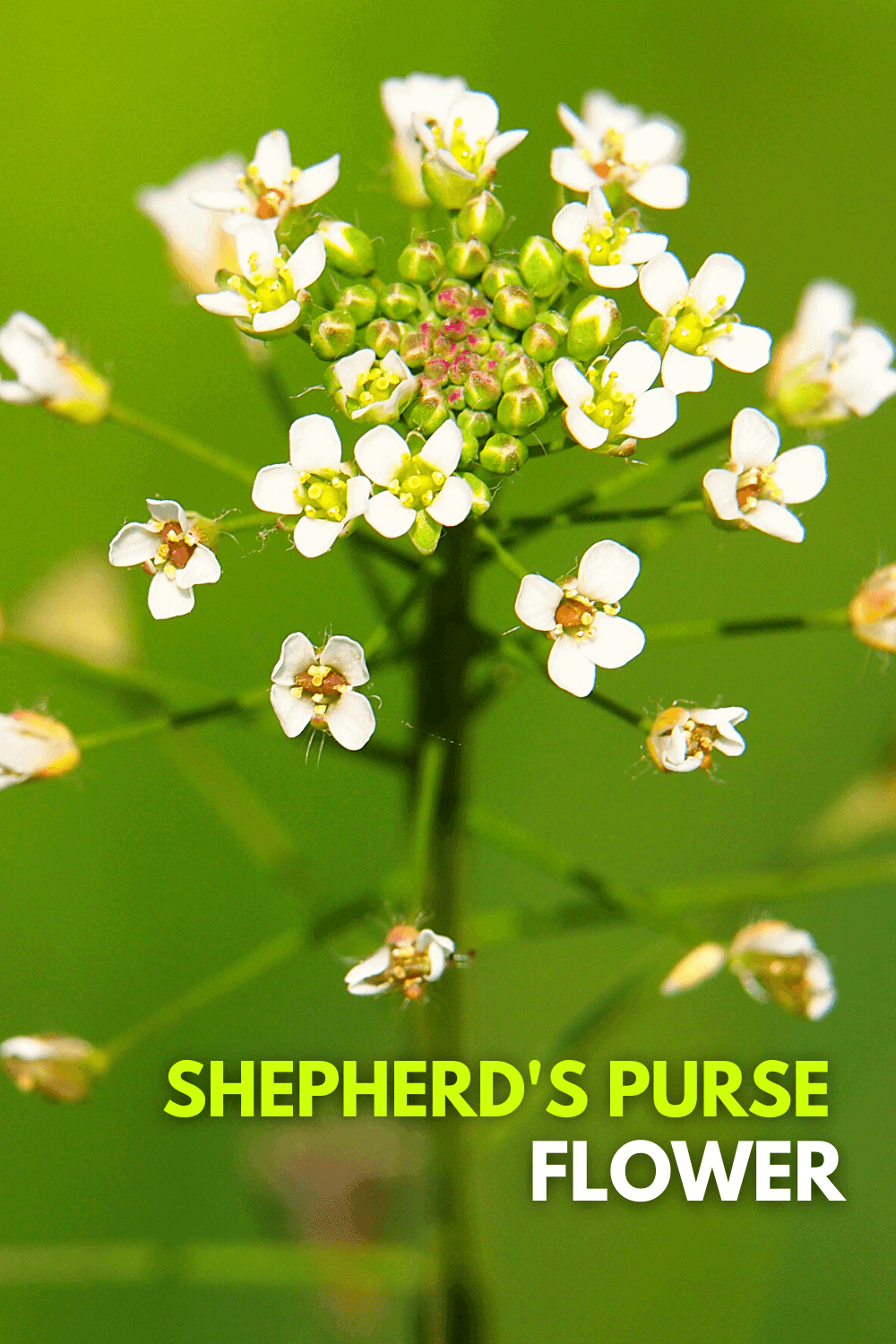 Identifying Shepherd's Purse Weed Flower