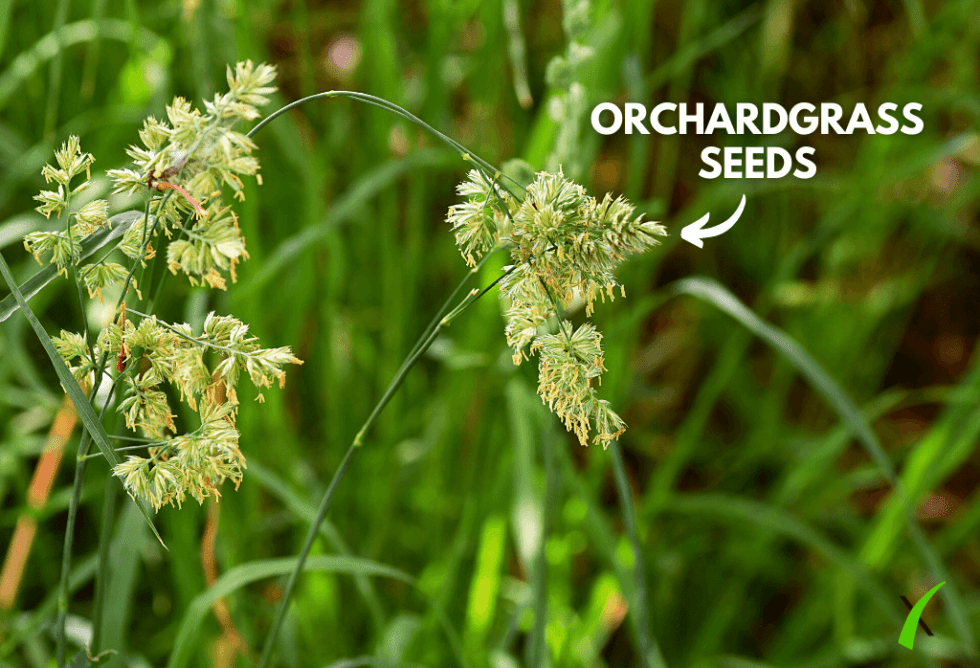 Weed Wednesday Orchardgrass ExperiGreen